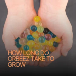 How Long Do Orbeez Take to Grow